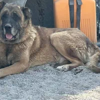 نر سرابی اصیل|سگ|باسمنج, |دیوار