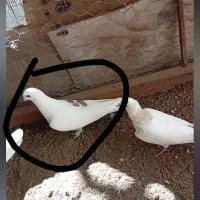 کفتر باخت رفته