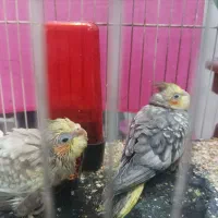 جوجه عروس هلندی گلباقلی
