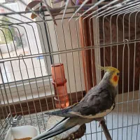 عروس هلندی