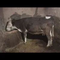 گاو سمینتال|حیوانات مزرعه|دهگلان, |دیوار