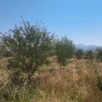 باغ ۸۰۰ متری|فروش زمین و ملک کلنگی|دهاقان, |دیوار