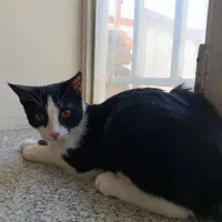 برای نگه داشتم واگذار میکنم|گربه|ارومیه, |دیوار