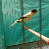 3 عدد قناری نر و ماده(معاوضه و فروش)