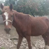 اسب آرام و زیبا سواری