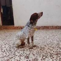 توله شکاری