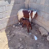 بز..بزغاله.فروشی