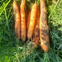 فروش هویچ بذر نانکو‌ درجه یک یک