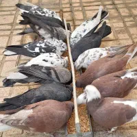 فروش ۱۴ عدد پرنده پرشی اصیل کاشی و شمرون - توافقی