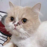 گربه پرشین نر