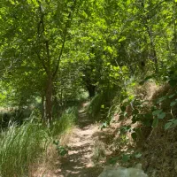 گردو اجاره و یا نصفه ای داده میشود