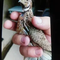 بدبده بخون صحرایی|پرنده|دره رود, |دیوار