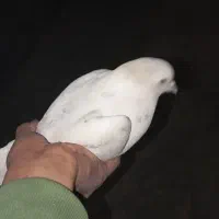 کبوتر خوش خال|پرنده|نورآباد, |دیوار