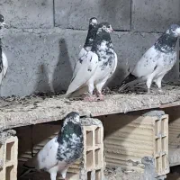 تیدی شعبان|پرنده|میناب, |دیوار