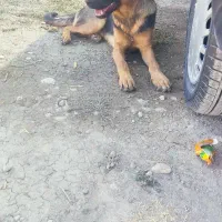 فروش سگ ژرمن ورک چند ماهه اصیل|سگ|سیدان, |دیوار