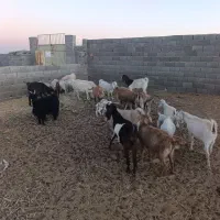 فروش بز و کره