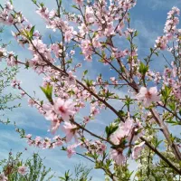 مشارکت و راهنمایی