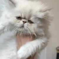 بچه گربه پرشین هیمالین سوپرفلت ماده سفیدچشم سبزآبی|گربه|تهران, حافظیه|دیوار