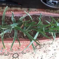 گیاه آلوئه وراء آپارتمانی|گل و گیاه طبیعی|ری, دولتآباد|دیوار