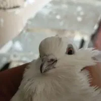 دوعدد کبوتر  نر پرشی|پرنده|خان ببین, |دیوار