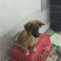 سگ خانگی|سگ|مشهد, چهارچشمه|دیوار