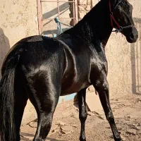 اسب نریان جوان دوسالو نیم خوش رنگ