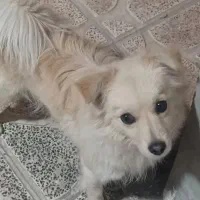 سگ پاکوتاه گرگی طاق با اکانت کالاف|سگ|یاسوج, |دیوار