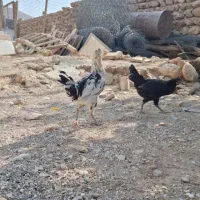 ی خروس سه مرغ گلین