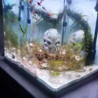 اکواریوم  مدل اکوا|ماهی|کرمان, |دیوار