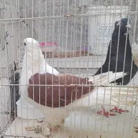 کبوتر
