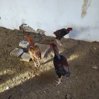 خروس لاری ترک و برزیلی|حیوانات مزرعه|ملکان, |دیوار