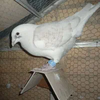 کفتر یا کبوتر