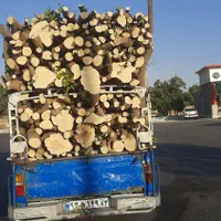 خریدارچوب وبریدن درخت|خدمات باغبانی و درختکاری|بندرعباس, |دیوار