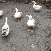 اوردک امریکایی