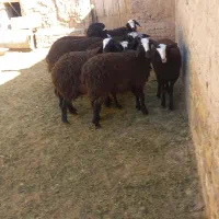 بره‌‌اصیل‌شال|حیوانات مزرعه|دشتابی, |دیوار