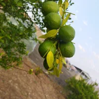 خریدوفروش لیموومرکبات|خدمات باغبانی و درختکاری|دوگنبدان, |دیوار