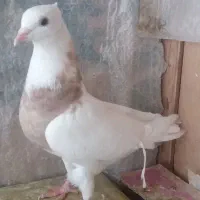 طوقی و...|پرنده|طبس, |دیوار