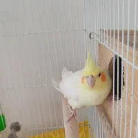 دو عدد پرنده عروس هلندی|پرنده|رشت, کوی مهر|دیوار