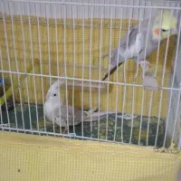 طوطی عروس هلندی مولد