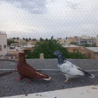 دم سفید طوقی پلاکی