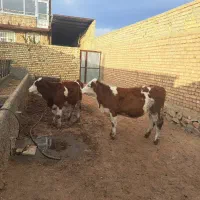 ۲راس تلیسه گاو گوساله ماده سیمینتال سرخ