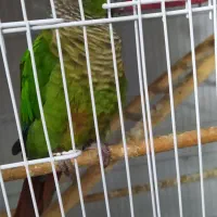 طوطی گرینچیک فوق دستی سخنگو