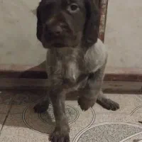 سگ پوینتر آلمانی|سگ|مینودشت, |دیوار