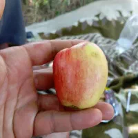 سیب درجه یک و دو و ضایعات سیب درختی.خرید و فروش