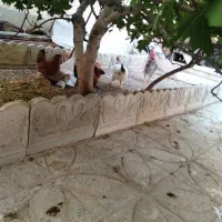 فروش مرغ و خروس محلی