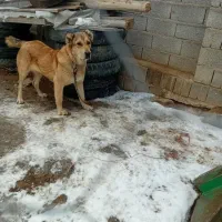 سگ سرابی فی ۱۰