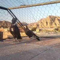 کبوتر پلنگ|پرنده|کرمان, |دیوار