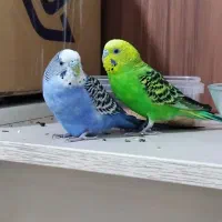 مرغ عشق نرو ماده