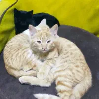 واگذاری سرپرستی شازده پسرهای گربه ملوس