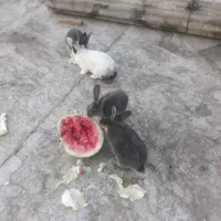 زرنگوبازیگوش